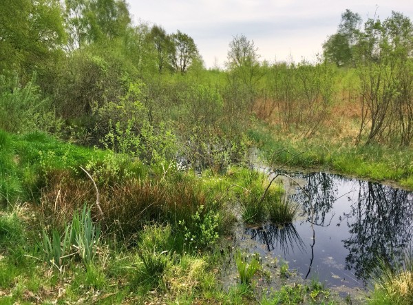Moor im Frühjahr Moor im Frühjahr