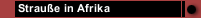 Strauße in Afrika